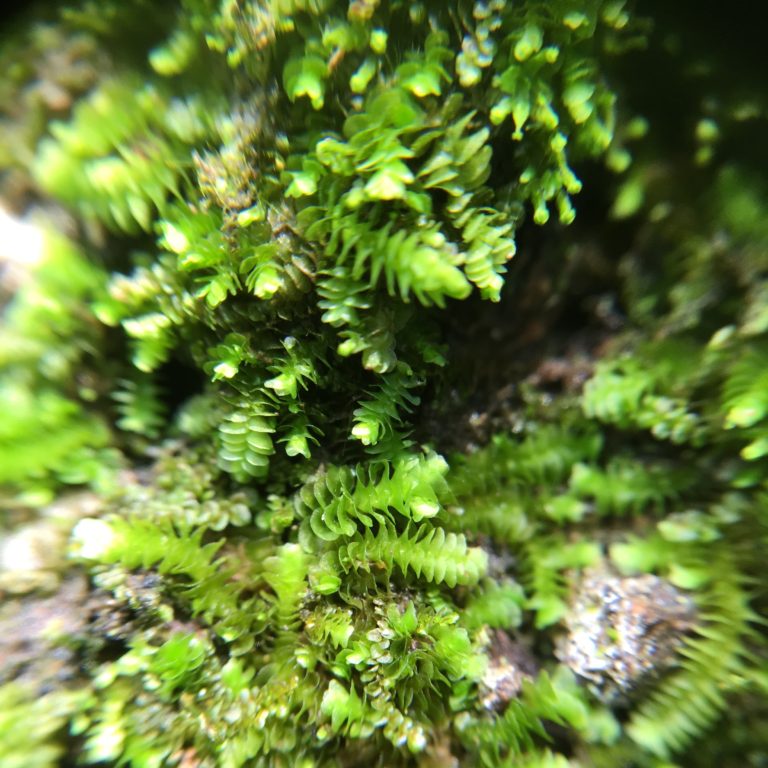 Moss