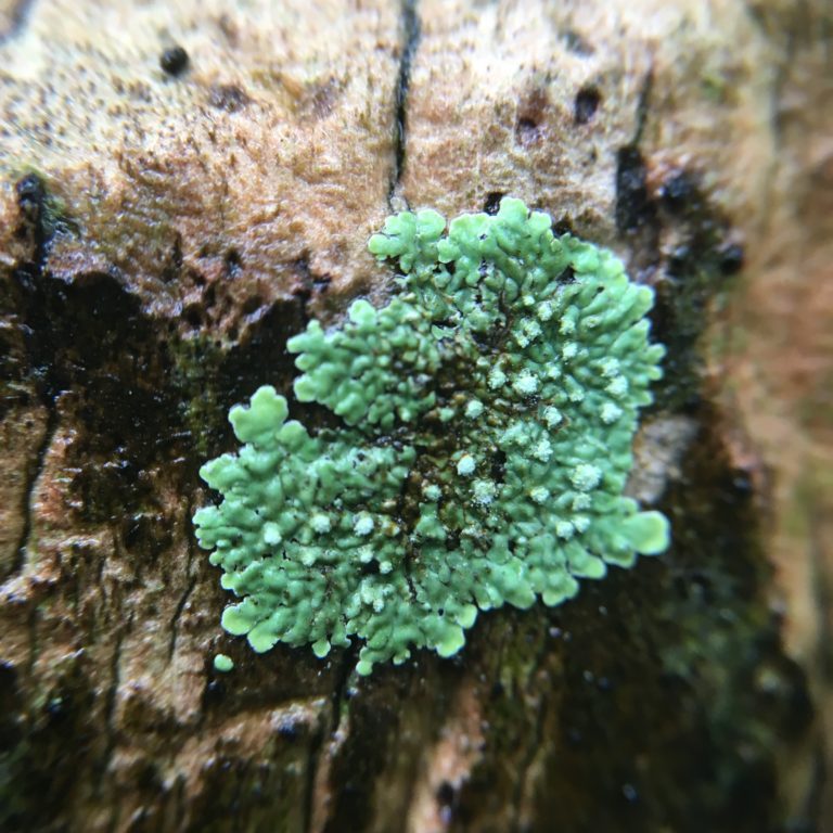 Lichen