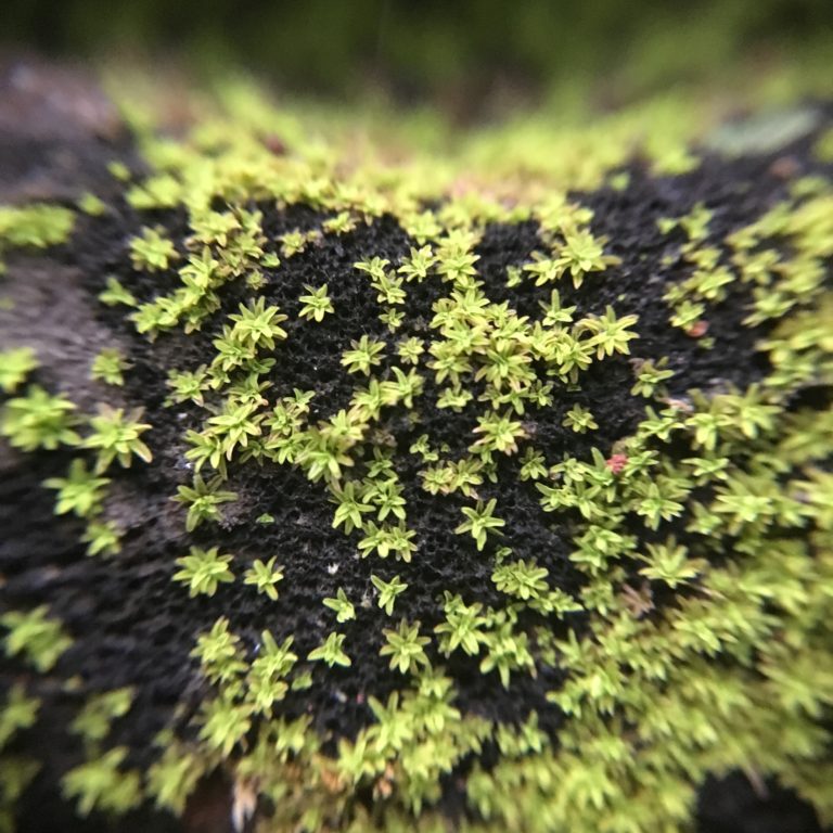 Moss