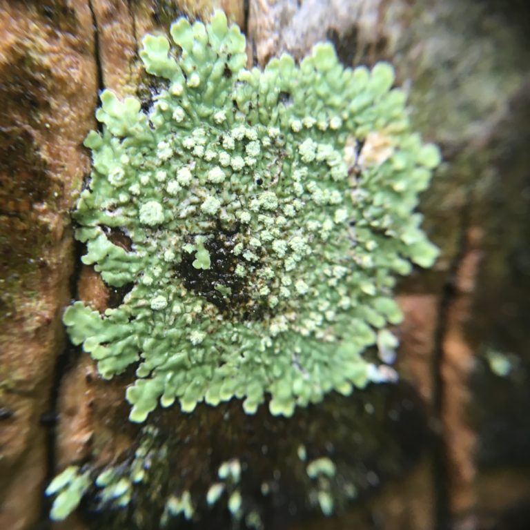 Lichen