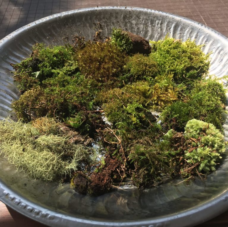 Moss & lichen collected from Ella