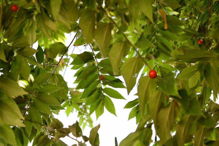 Kerson fruit and leaves