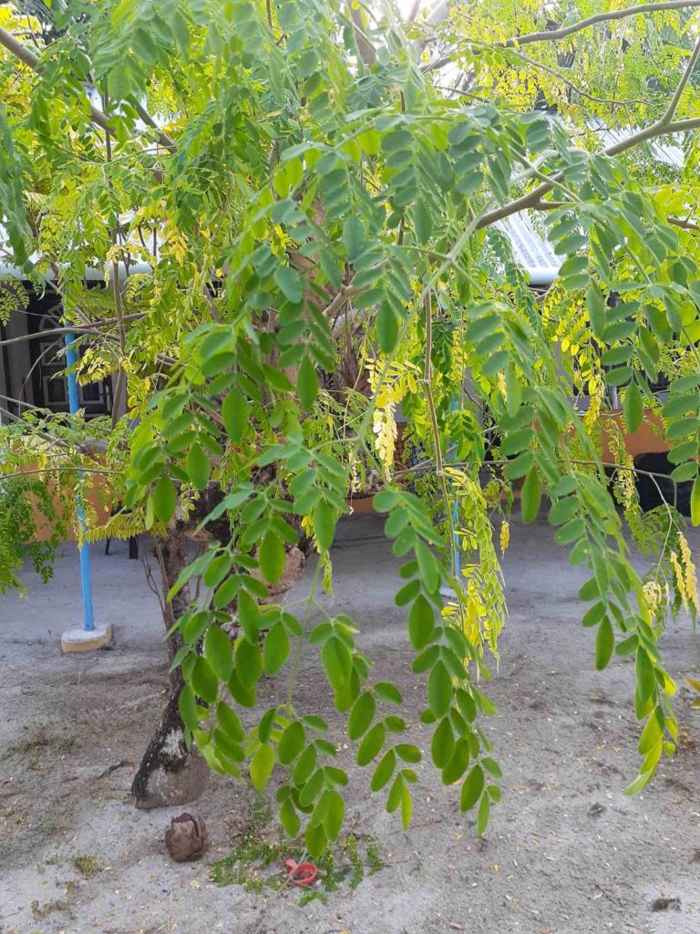 Moringa plant