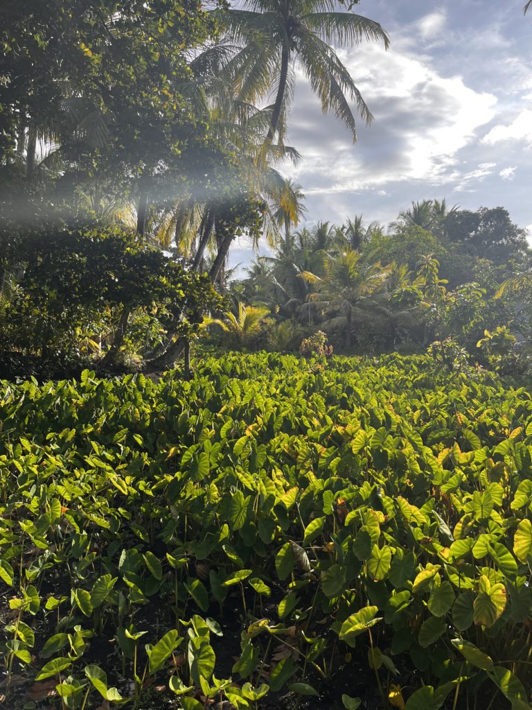 Taro fields