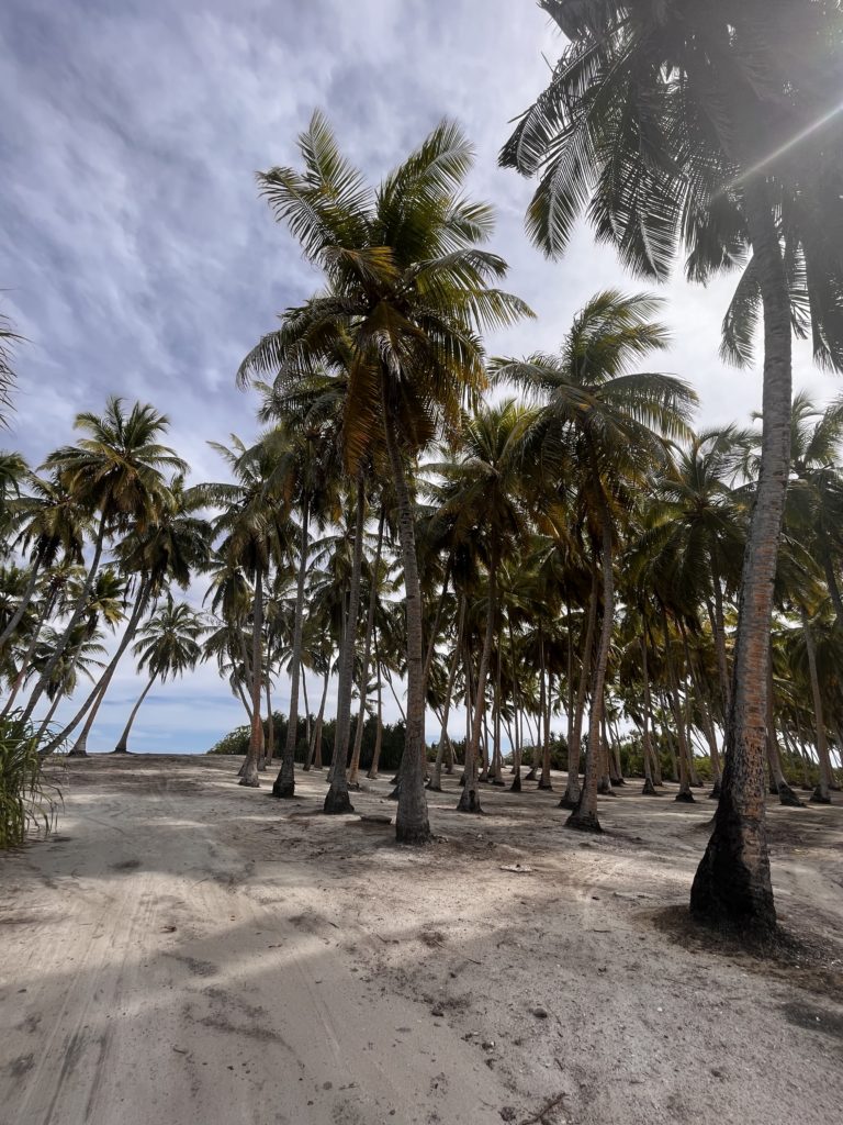 Coconut groves