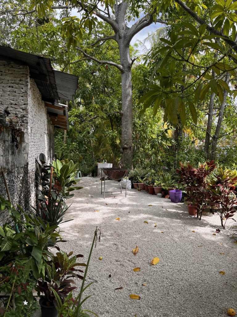 Island home with giant Mango tree and fallen fruits.