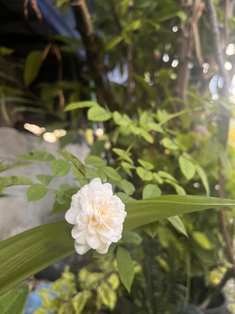 Rosa polyantha blanc