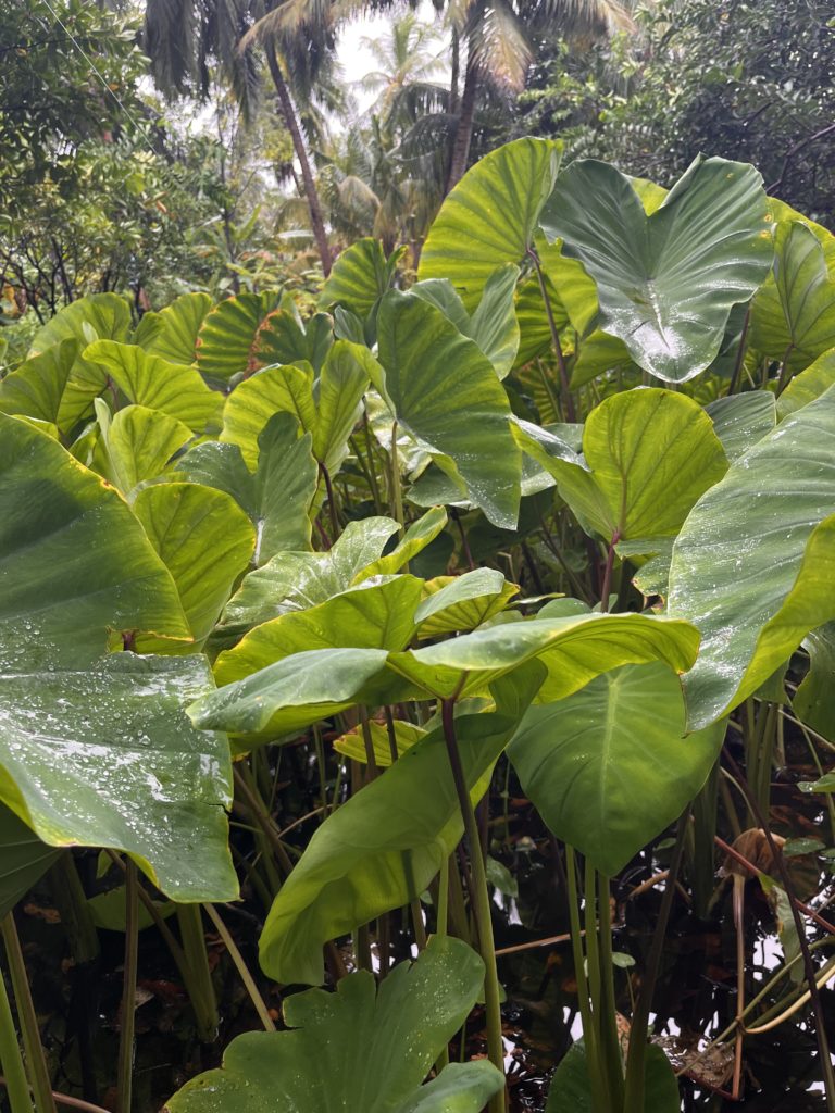 Taro leaf