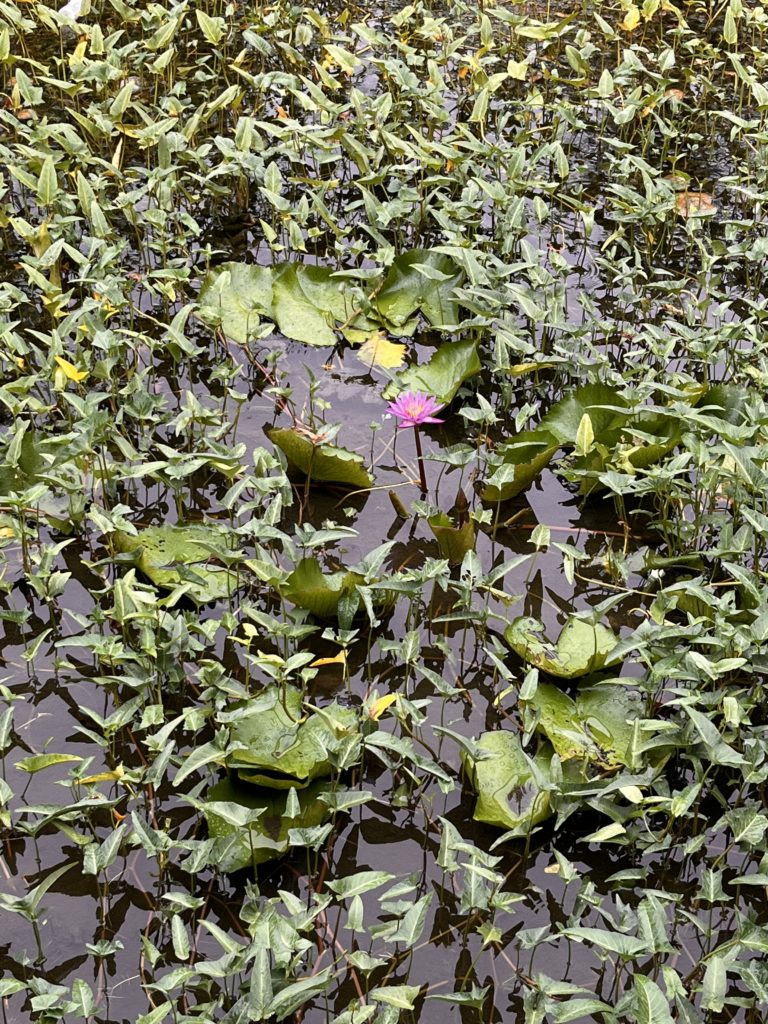 Lonely Lotus among Kankun plants found in Bandaarakilhi