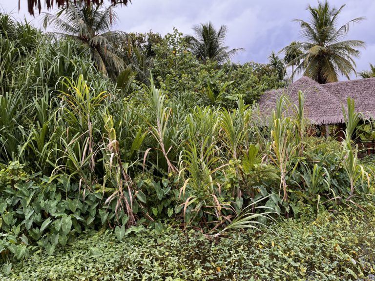 Sugarcane growing in lake shore