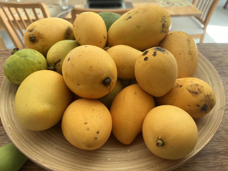 Tree ripened Mangoes