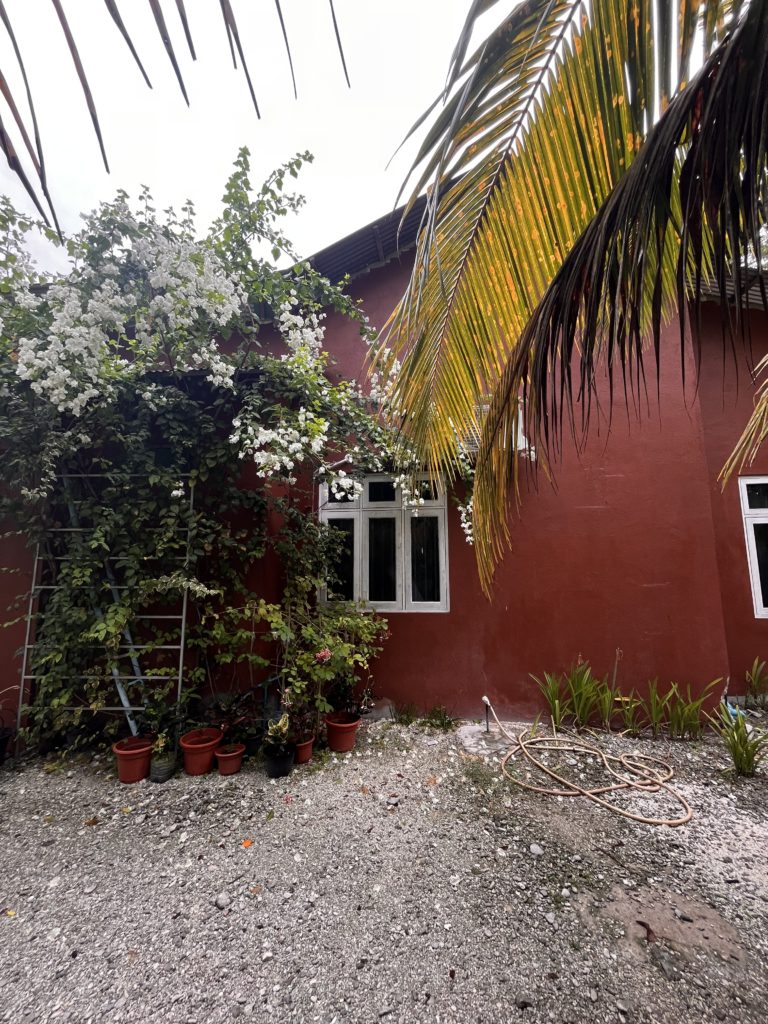 White Bougainvillea decorating a house.