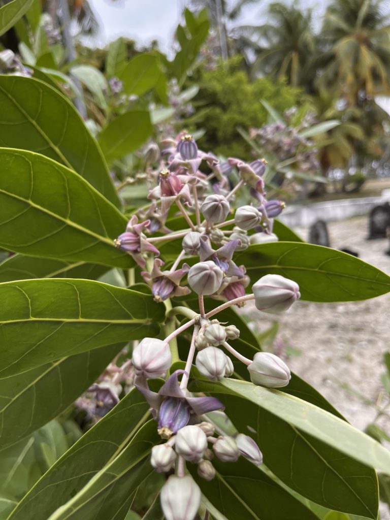 Beach Helitrope flowers.