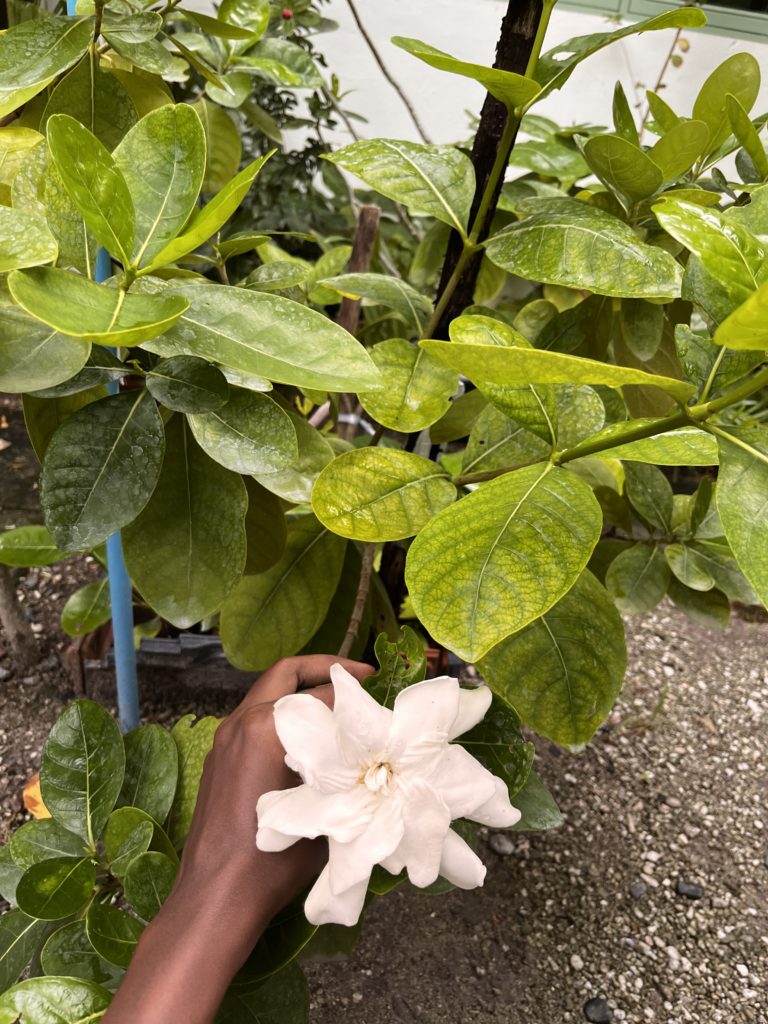 Gardenia with scent