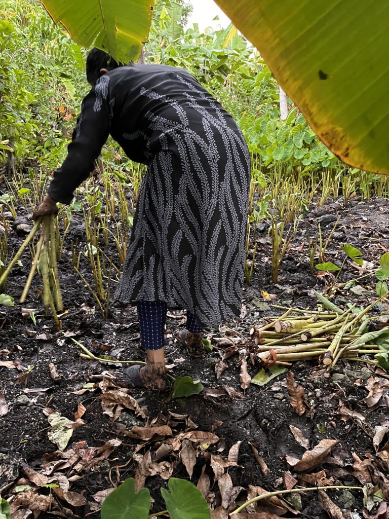 Women planting taro corms in the swamp.