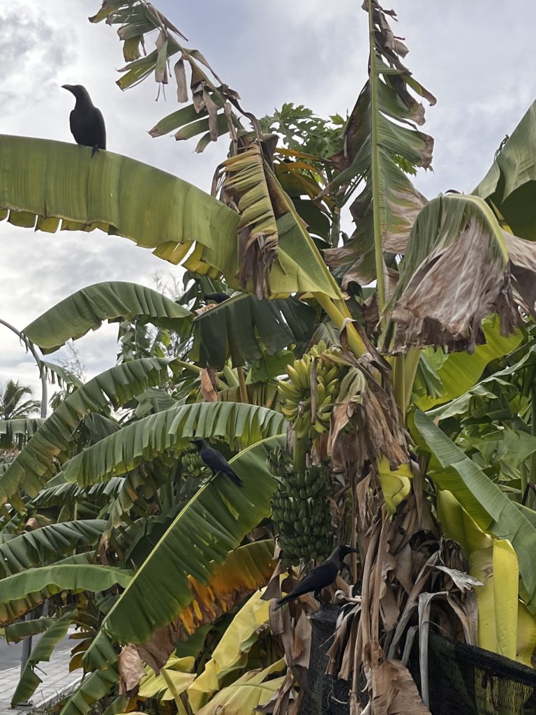 Banana plants and Crows