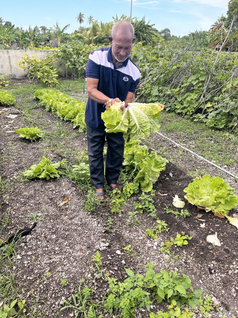 Farmer showing his Lettuce crops.