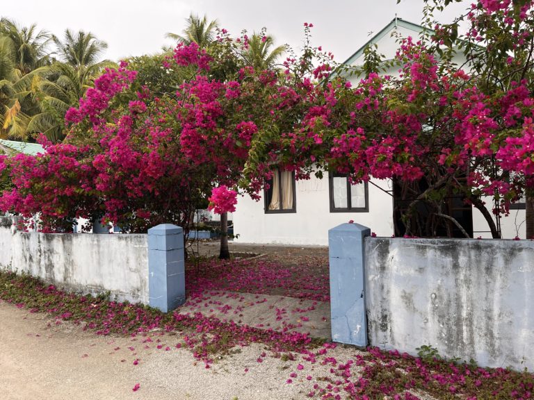 Crimson Bougainvillea