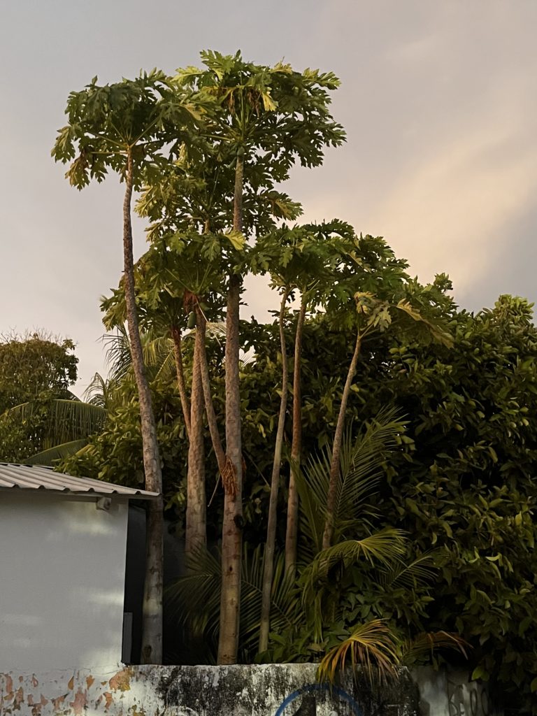 Old Papaya trees in a home garden.