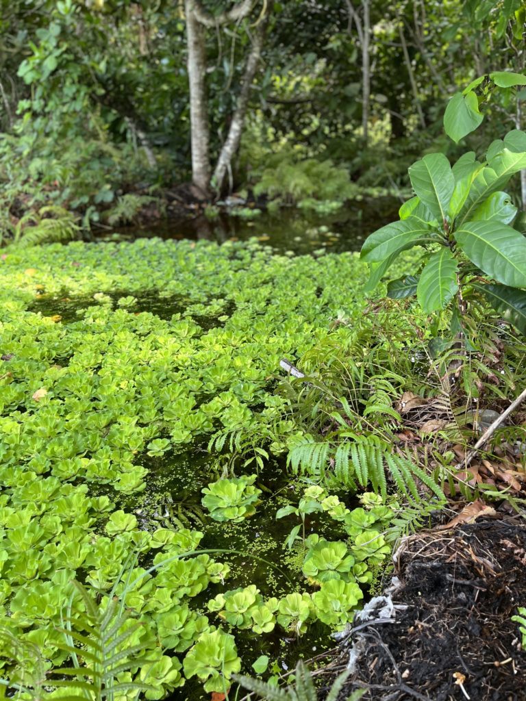 Pistia (Sea Cabbage) thriving in lake during rainy monsoon.