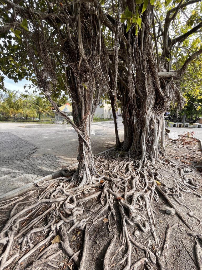 Banyan trees line the harbour front.