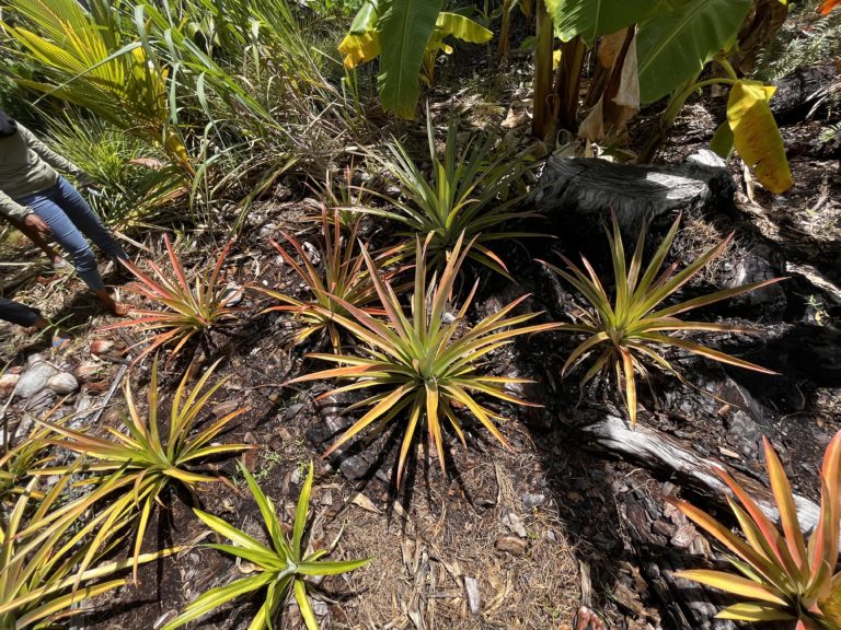 Banana and Pineapple grown together.