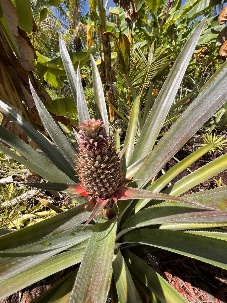 Pineapple grows yearly one.