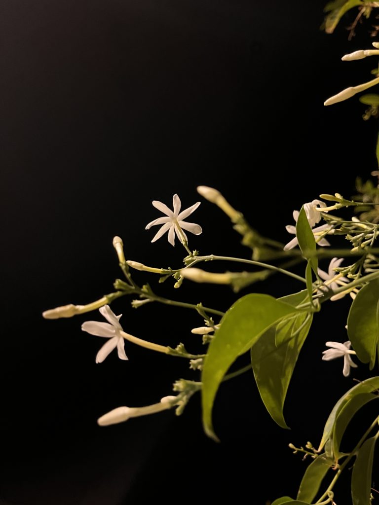 Various Jasmines are night blooming.