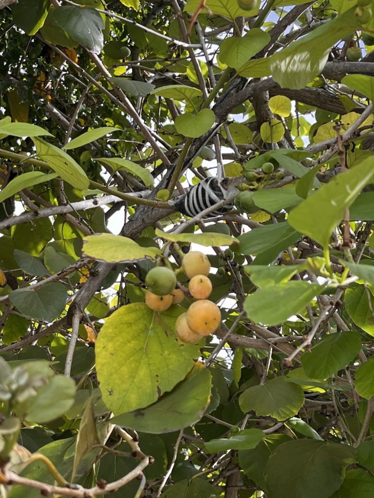 Propogation of 'Alibuhairi' or Glueberry.