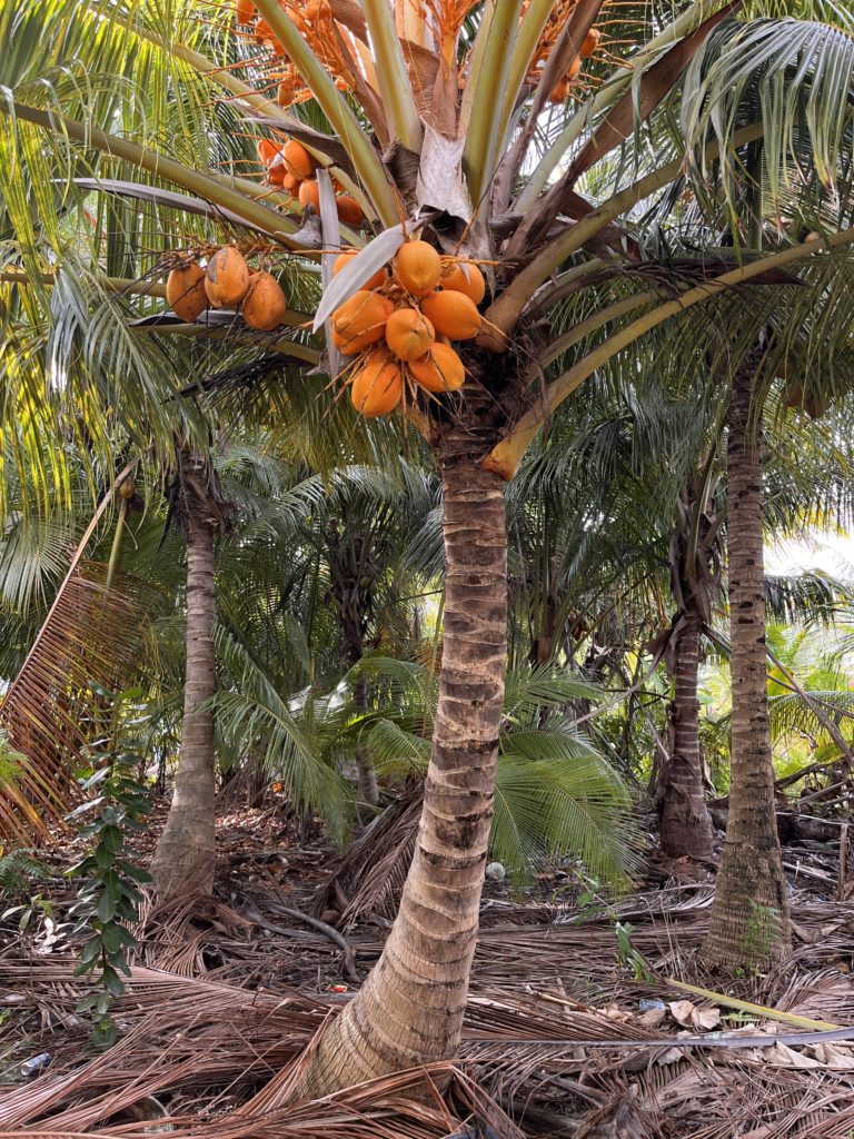 King Coconut/ Dhanburuku