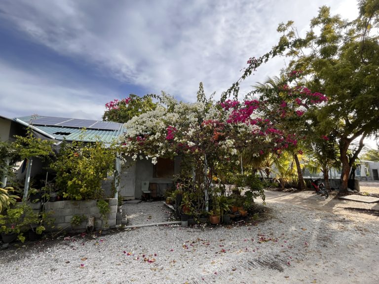 Bougainvillea infront of a house.