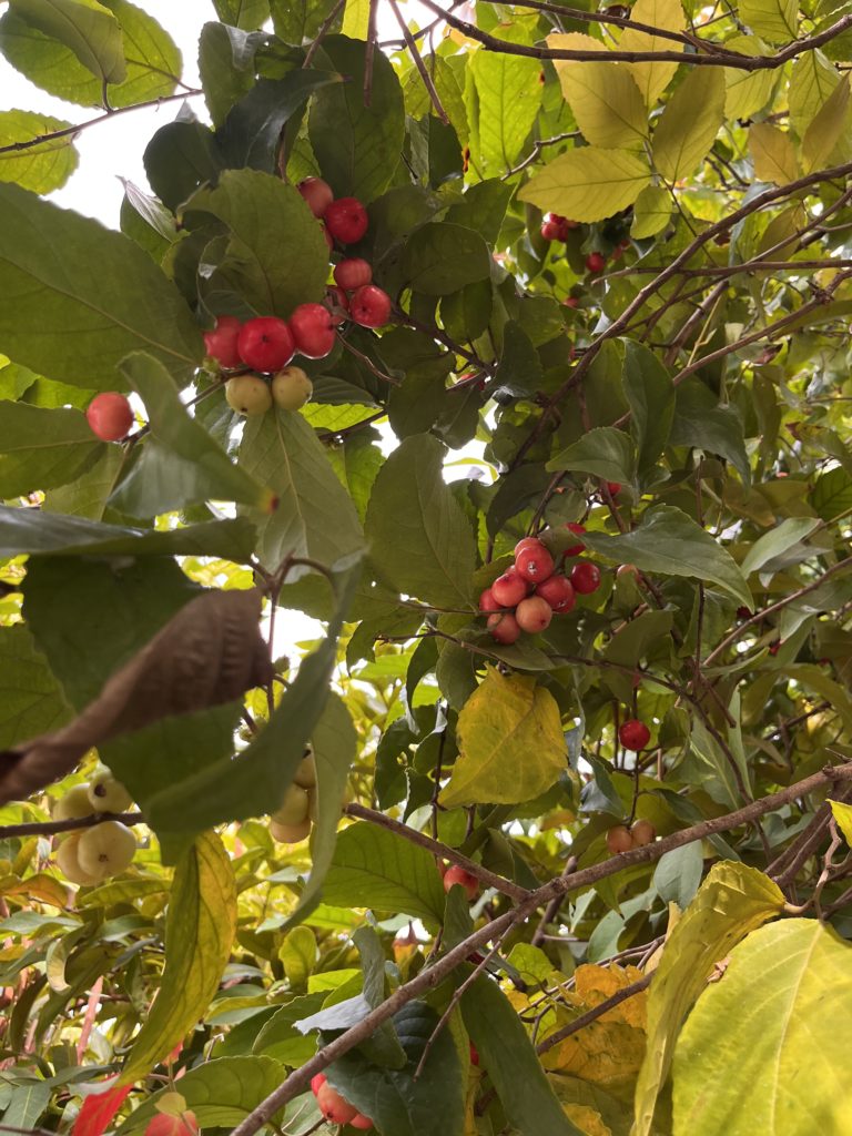 Barbados cherry