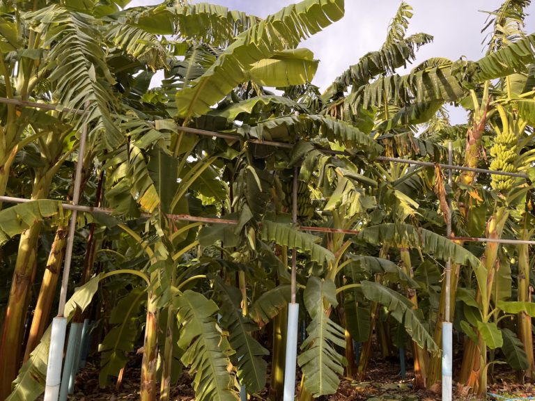 Banana farm