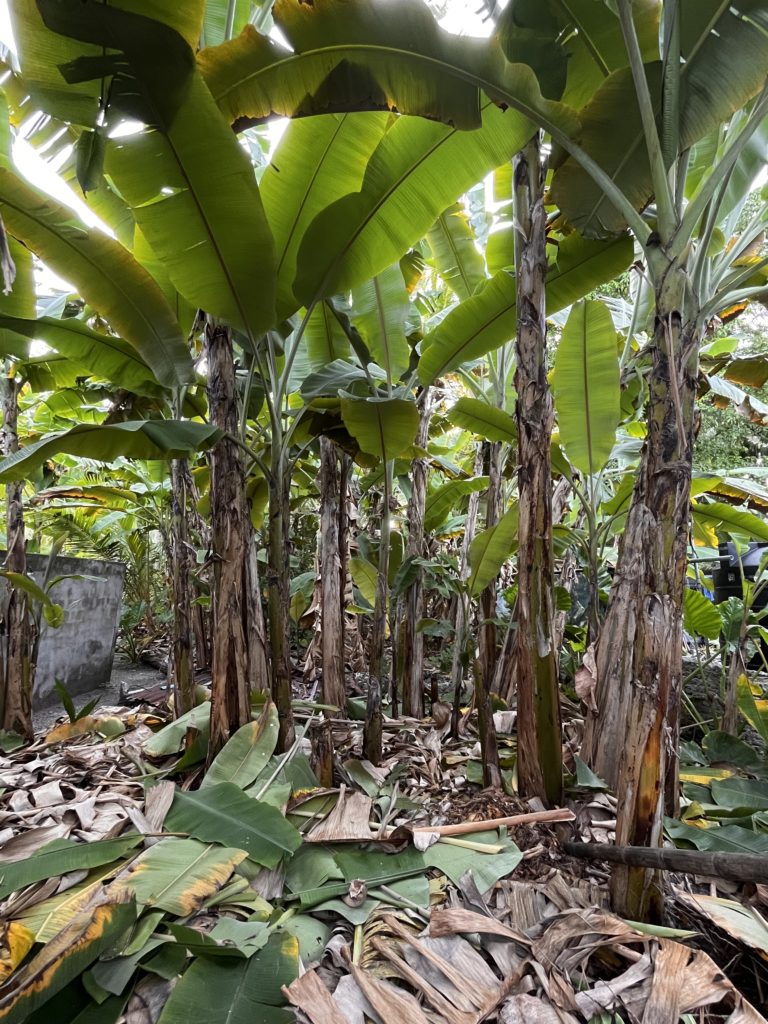 Banana farm