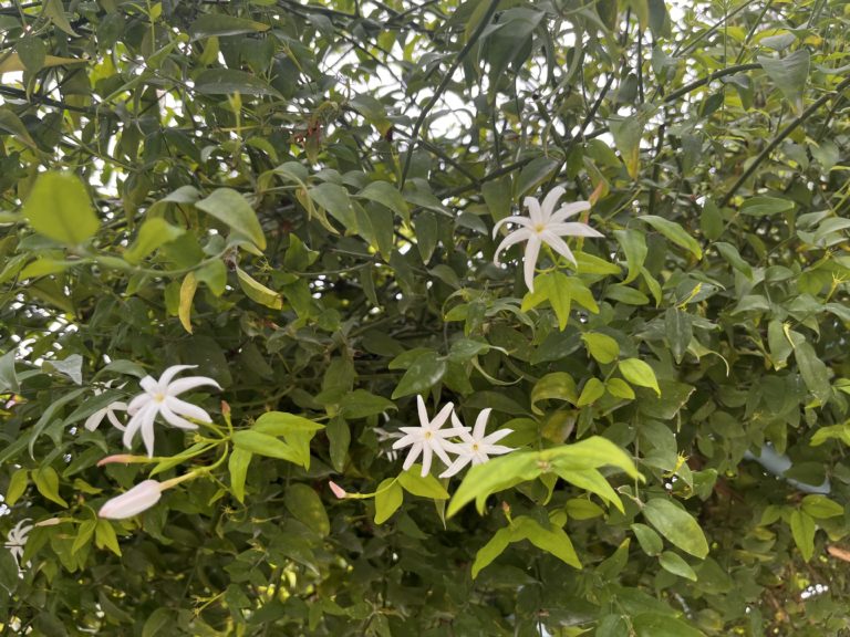 Jasmine variety