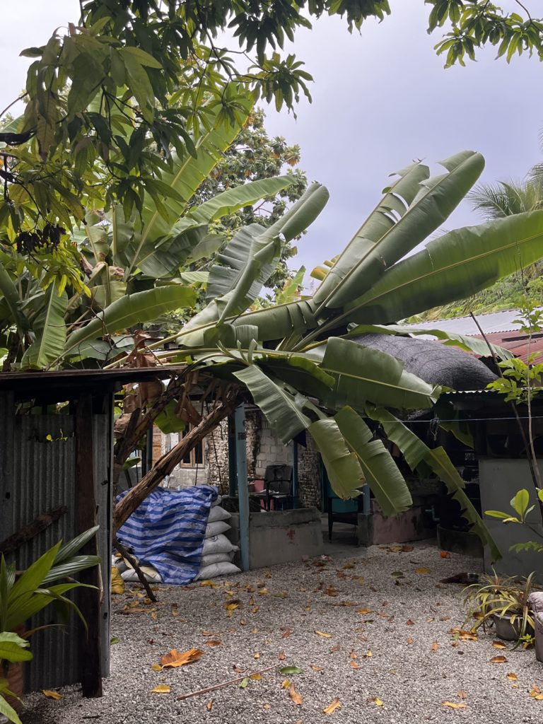 Fallen Banana tree inside a house.