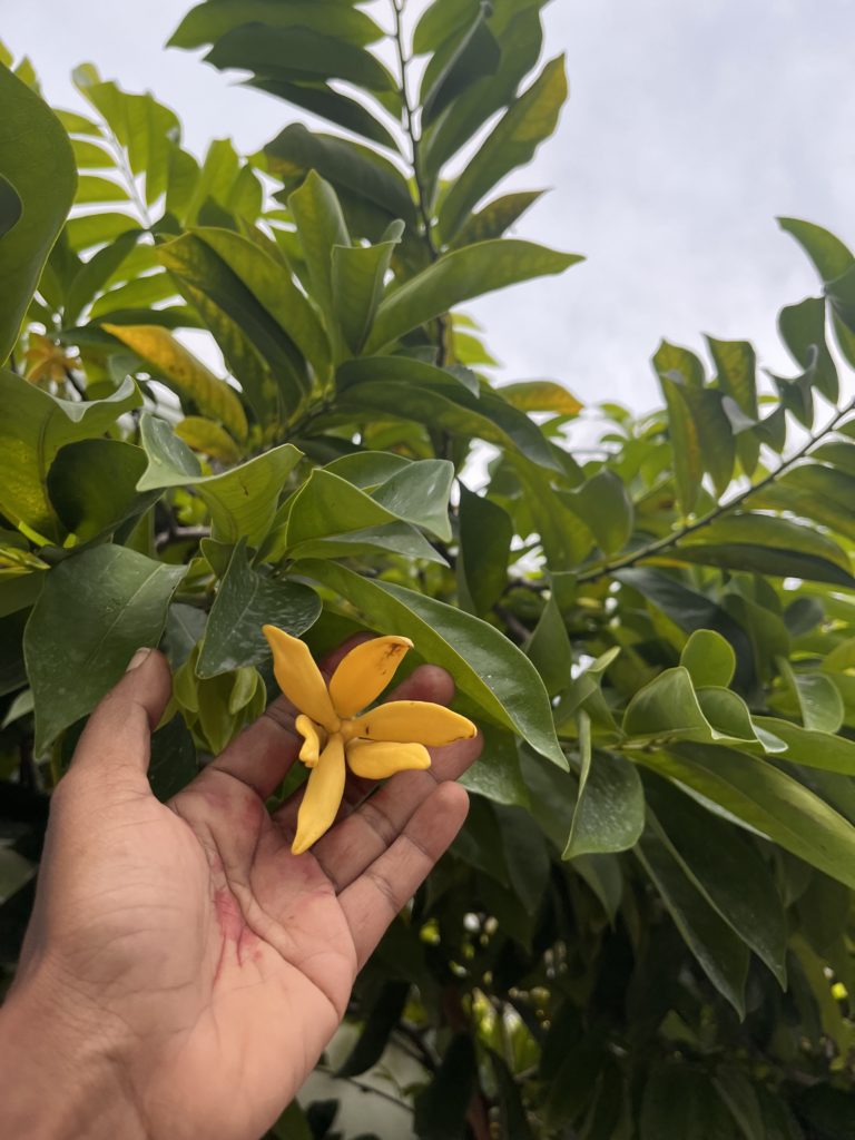 Ylang ylang flowers looks like banana peel.