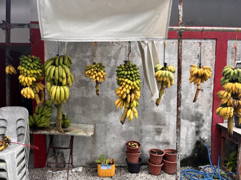 Banana varieties