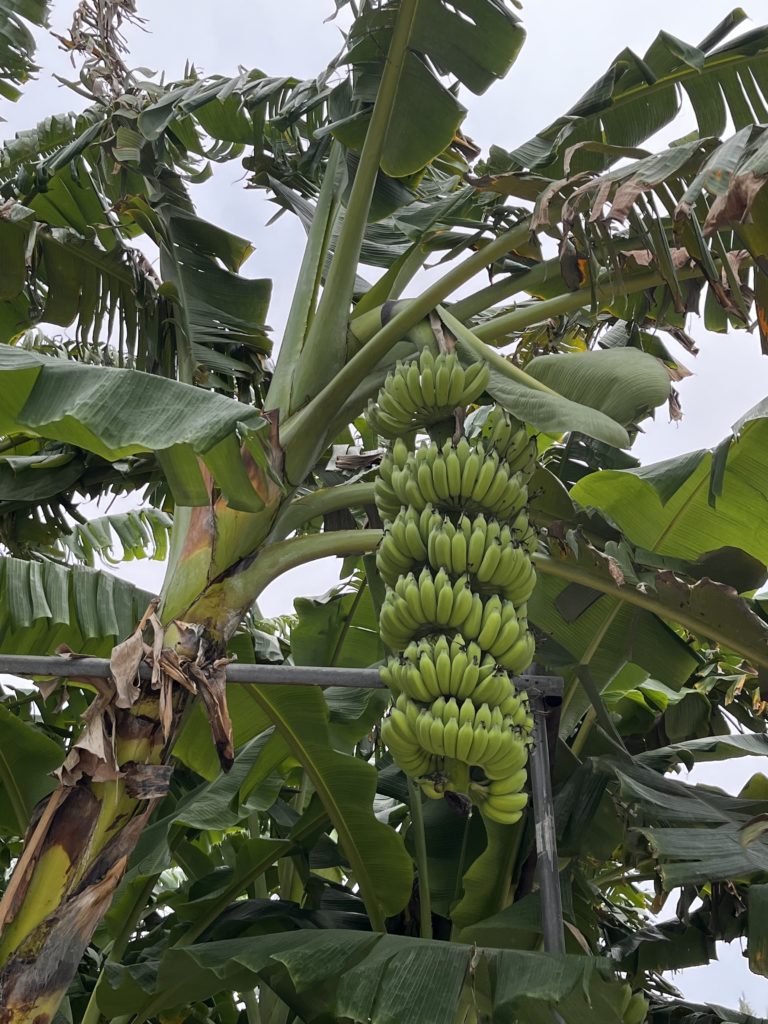 Healthy Banana trees.