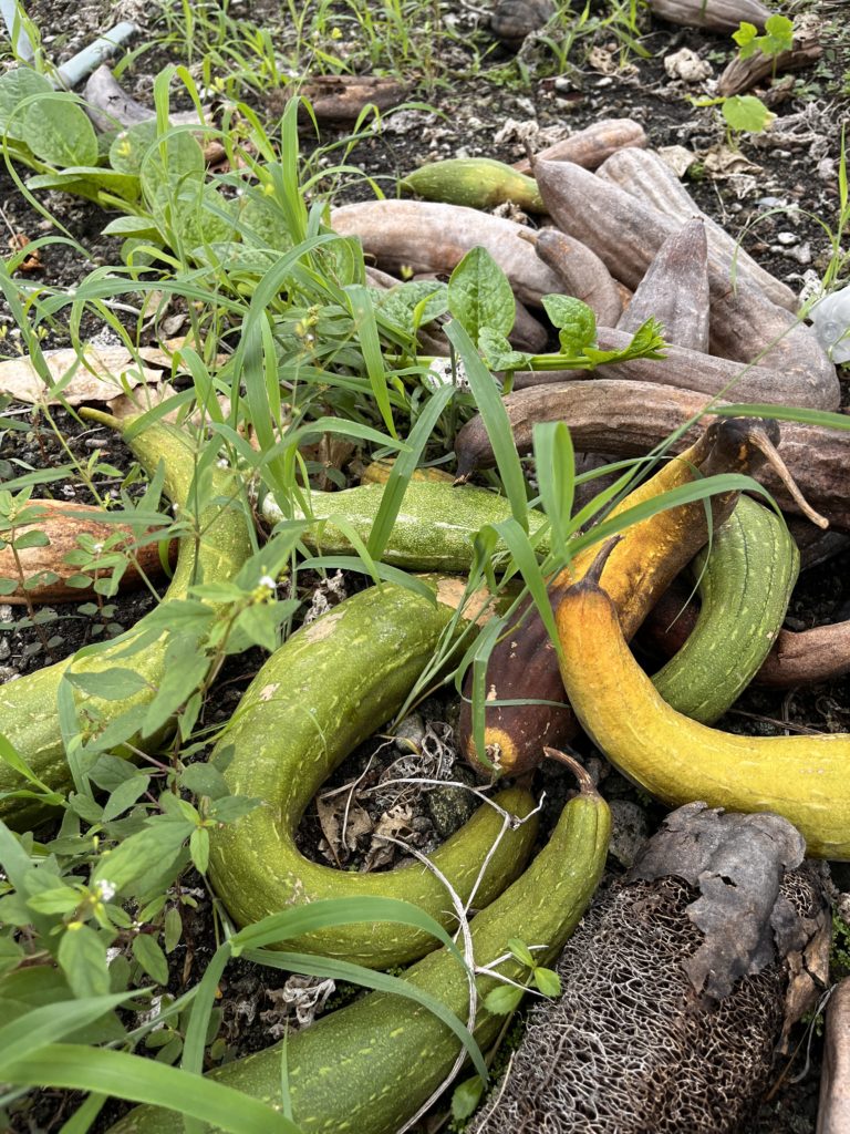 Gourds thrown out from the farms.