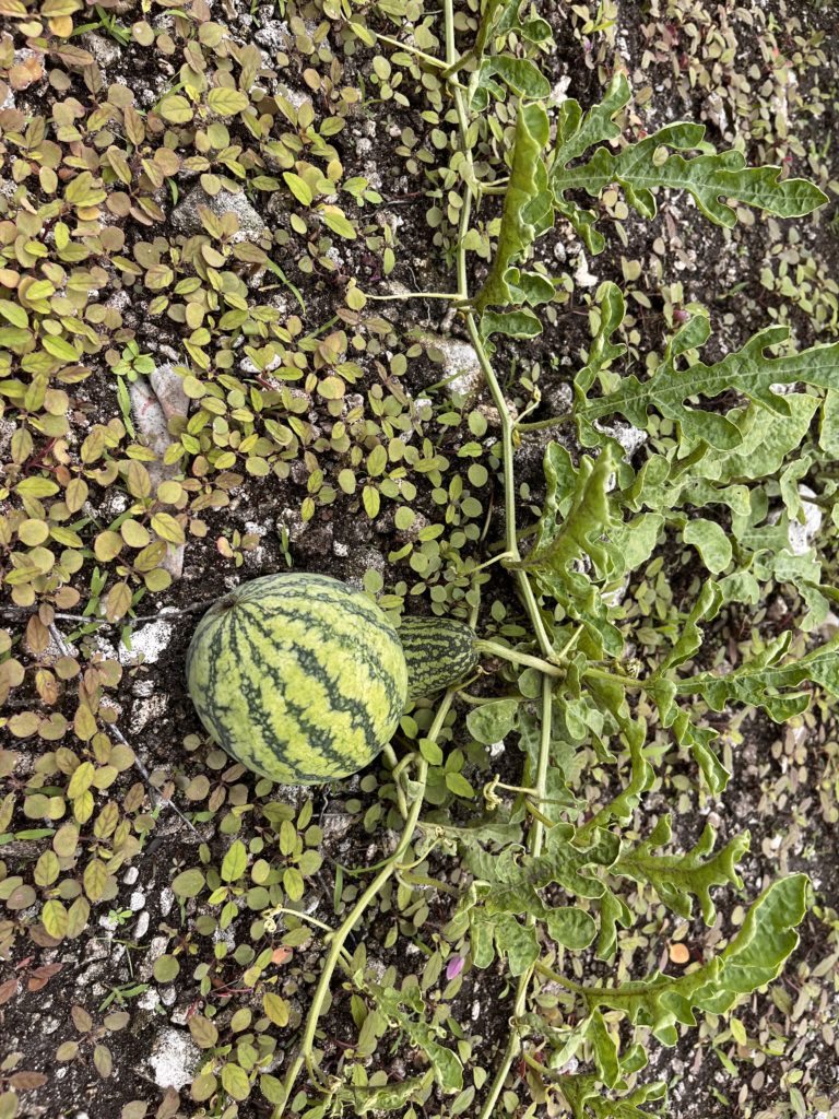 Watermelon farms.