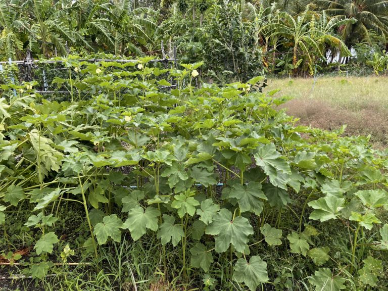 Okra plants.