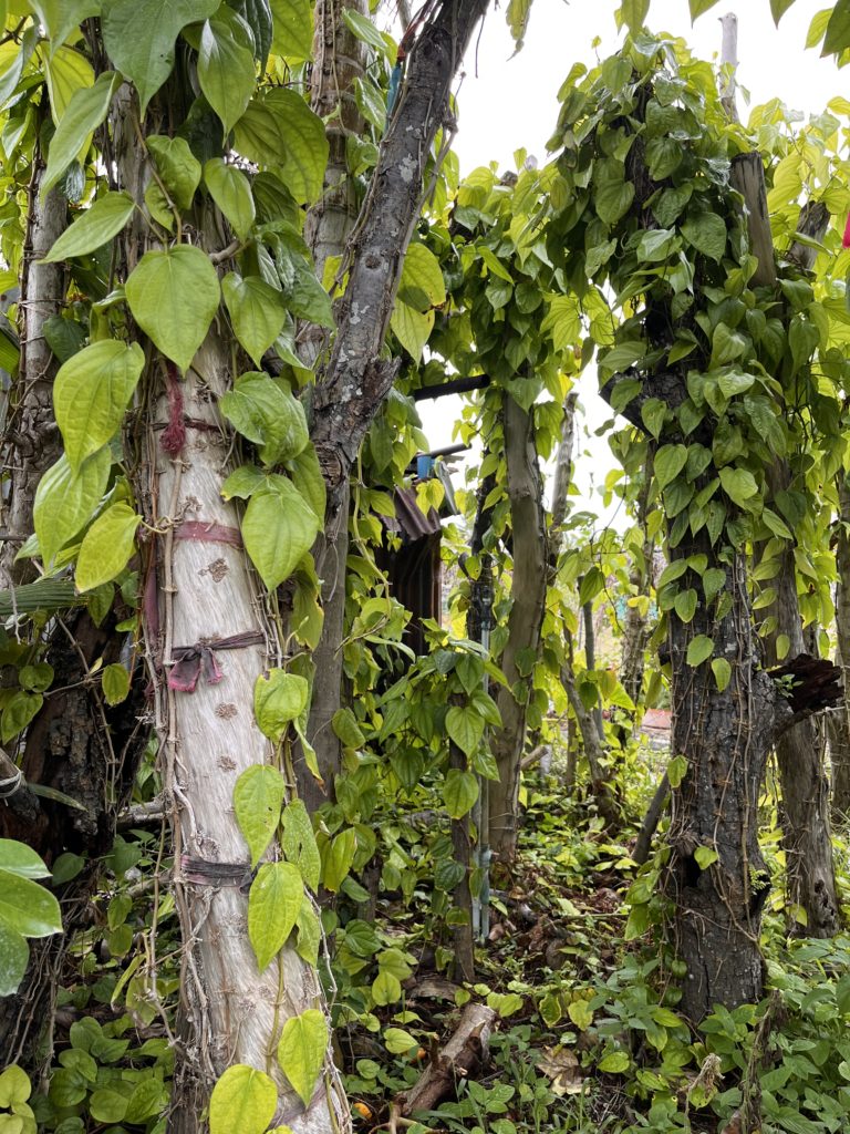 Piper Betel vines widely used as mouth refresher.