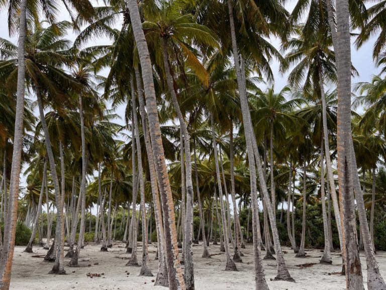 Beachside Coconut groves.