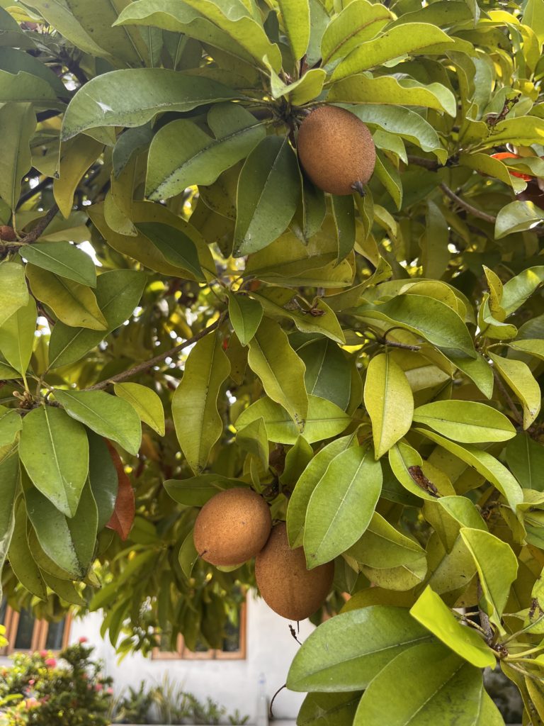 Sapodilla