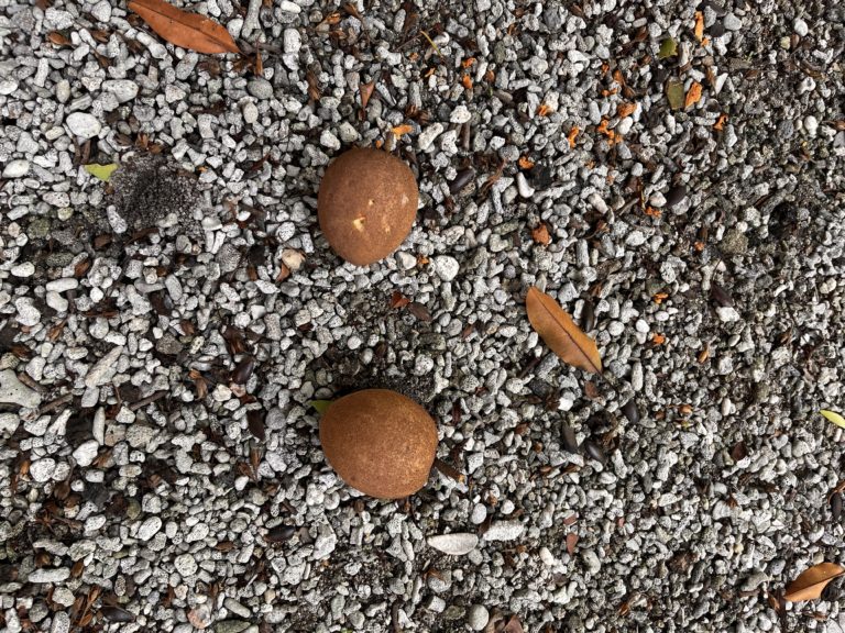 Fallen Sapodilla fruits.