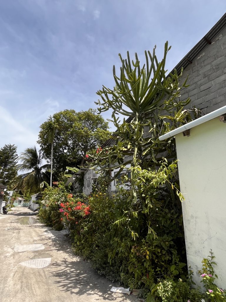 Tall cactus seen growing as a fence.