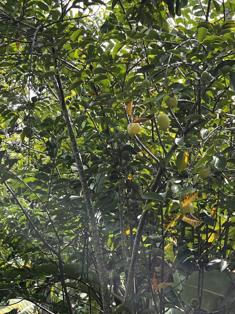 Pond apple tree with fruits.