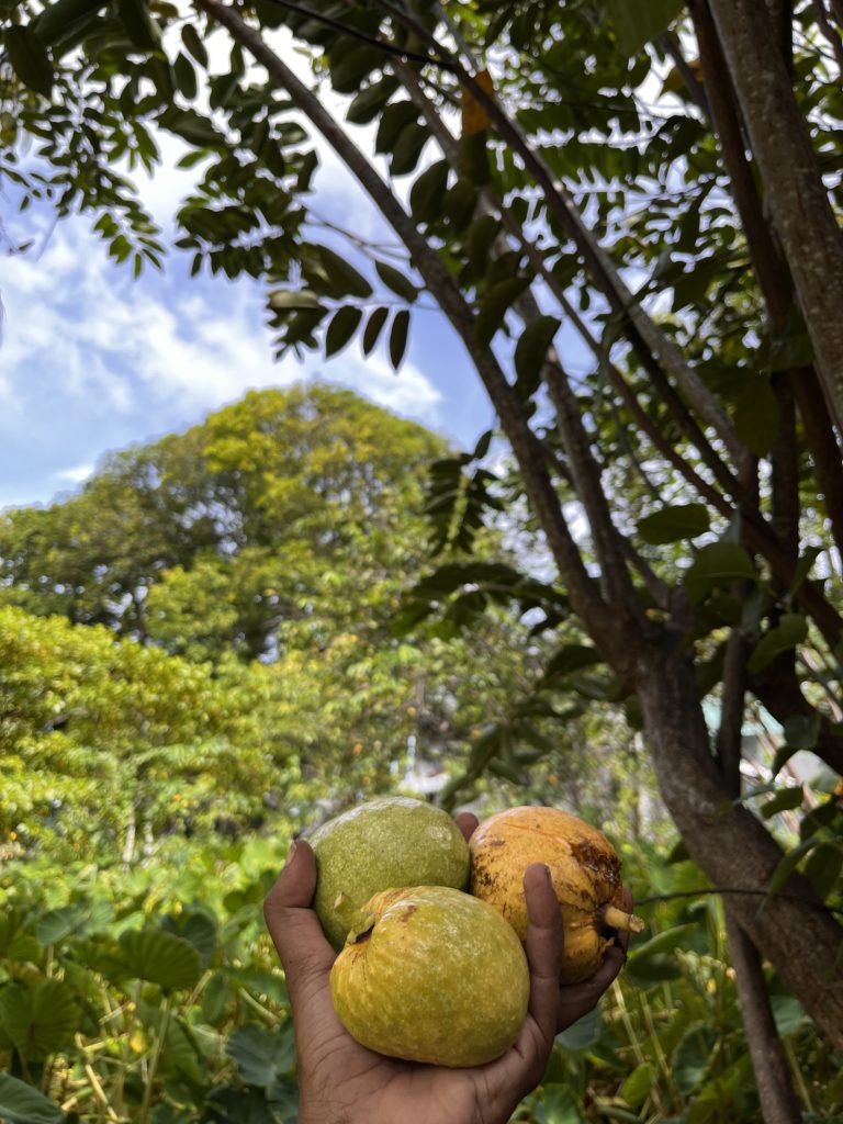 Picked Pond apples.